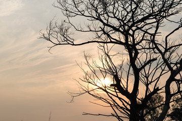 Dead tree with sunlight.