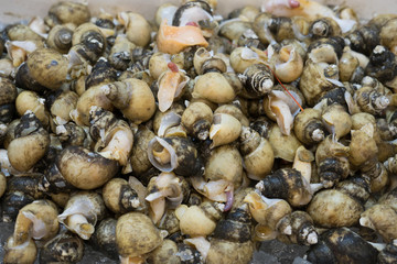 shellfish