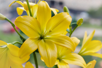 Obraz premium Beautiful bouquet of fresh yellow lilies. Flowers closeup.
