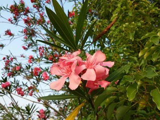 Beautiful pink oleander in Florida nature