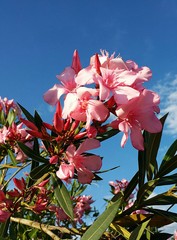 Oleander flowers on blue sky background in Florida nature