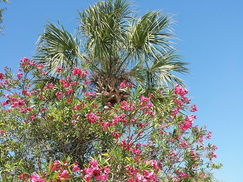 Oleander and palm tree on blue sky background in Florida nature