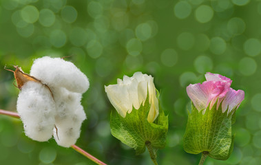 Abstract soft blurred and soft focus colorful of cotton flower,cotton fruit and cotton fiber with copy space  background.By the beam light and lens flare effect tone.