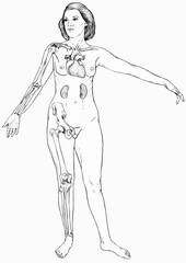 Obraz na płótnie Canvas Female figure with select organs and bones visible. Shown are the clavicle, heart and kidneys. Arm bones - humerus, ulna, radius. Leg bones - femur tibia ,fibula and the hip bone.