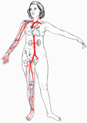 Female figure with select organs, bones visible and blood vessels. Shown are the clavicle, heart and kidneys. Arm bones - humerus, ulna, radius. Leg bones - femur tibia ,fibula and the hip bone.