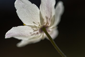 White anemone in big close up