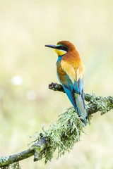 merops apiaster