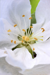 Obraz premium Beautiful flower of the blossoming cherry tree in the spring time. Macro/Close up of the Cherry Blossom