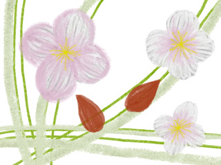 Colorful cherry drawn bright spring flowers for greeting card on the white background, isolated cartoon illustration painted by oil color, high quality