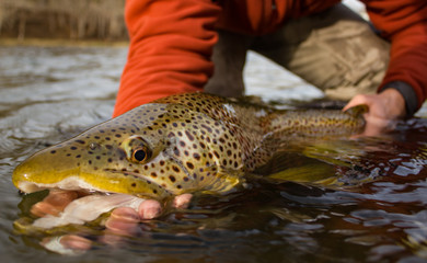 Trophy Brown Trout Release