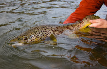 Trophy Brown Trout Release