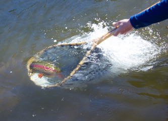 Netting a Rainbow Trout