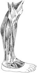 Muscles and tendons of a human lower right leg.