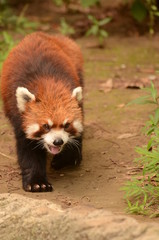 レッサーパンダ