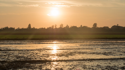 Fototapeta na wymiar sunrise cornfield