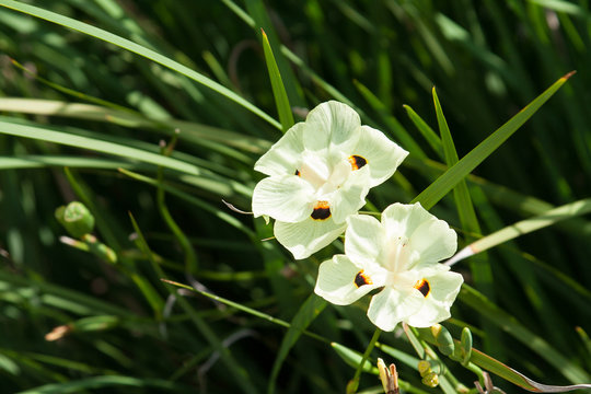 An african iris