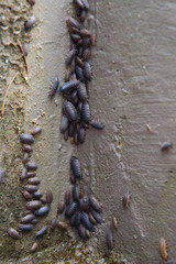 Woodlice in corner