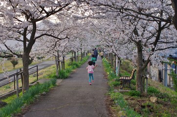 桜の咲く公園を散歩する親子