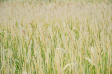 sweet grass flower field for background