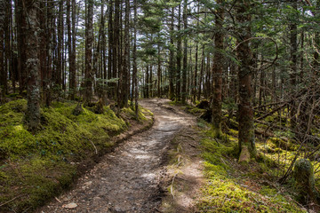 Trail Passes Through Mossy Forest