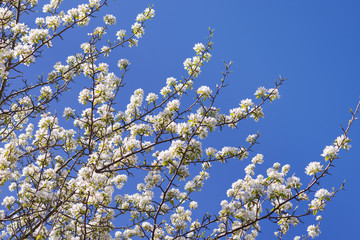 Young blossoming apple tree on the sky background with sunlight