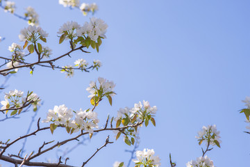 Young blossoming apple tree on the sky background with sunlight