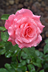 Rose after the rain. Petals covered by small drops of water.