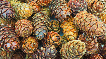 pine cones close up top view