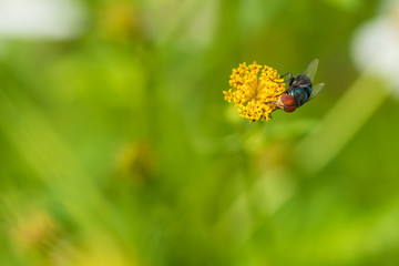 Some blue bottle flies eat pollen and nectar but mostly feed on carrion.