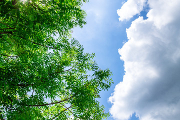 Fototapeta premium Background of nature