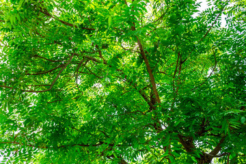 Background of nature