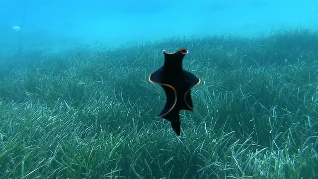 Costa Brava, diving the Mediterranean sea, Nudibranch, Red-Rim Flatworm, Spain