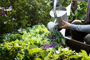 Woman watering organic fresh agricultural product - obrazy, fototapety, plakaty