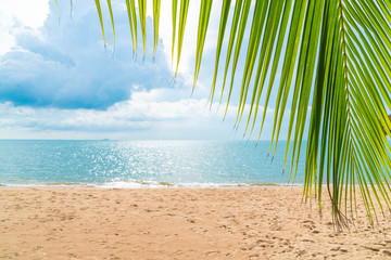 Fototapeta na wymiar palm with empty beach