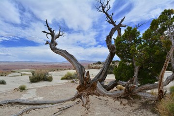 Twisted Tree in Utah Landscape