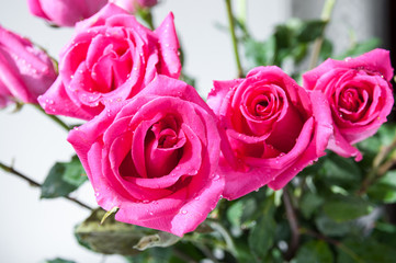 Bouquet of red blossoming roses on the windowsill