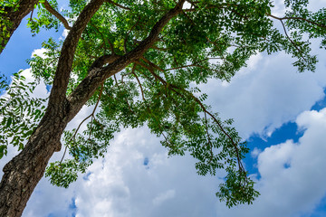 Background of nature