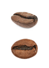 Single coffee bean isolated
