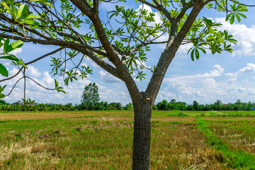 Background of nature