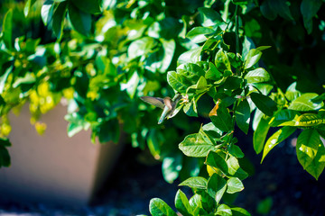 A Hummingbird Fertilizing A Fruit tree