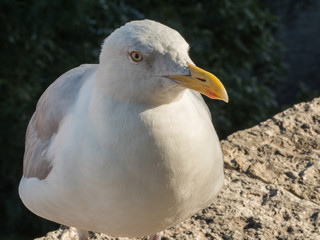 Seagull close up