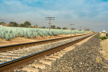 Fototapeta na wymiar La vía del tren y el campo de agave para el tequila.