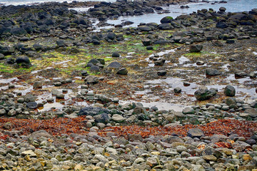 Giant's Causeway, Northern Ireland