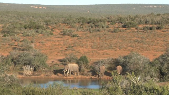 Elephants at waterpool