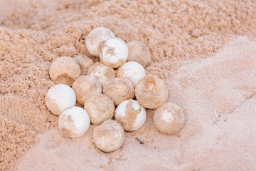 Non-hatching eggs of turtle on beach sand