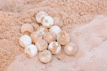 Fotobehang Schildpad Non-hatching eggs of turtle on beach sand