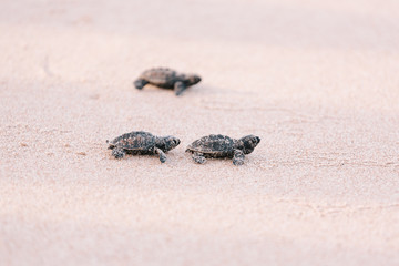 Frisch geschlüpfte Babyschildkröte in Richtung Meer