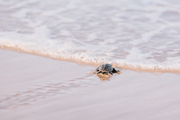 Newly hatched baby turtle toward the ocean