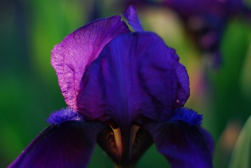 Close up of deep blue and purple flower