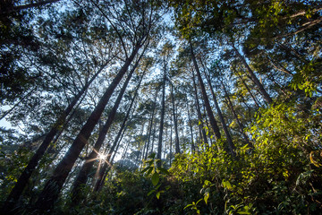 tropical forest in the morning light